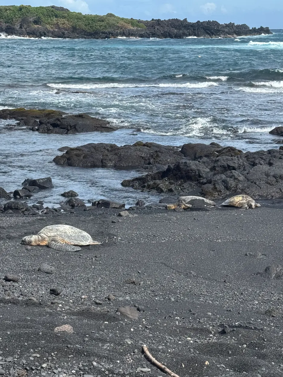 Three green sea turtles resting on black sand at Punaluu with lava rocks and surf behind