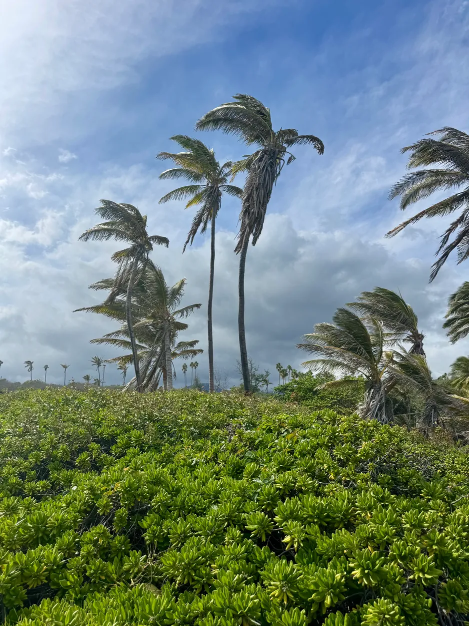 Wind-bent coconut palms above green naupaka under cloud at Punaluu