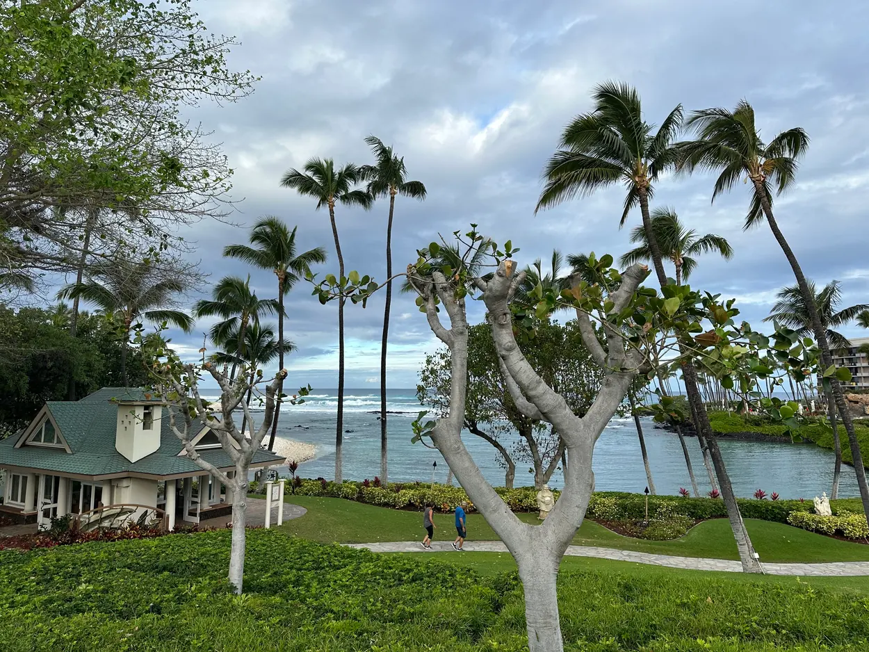 A small green and white cottage on a lawn with pruned plumeria trees and palms