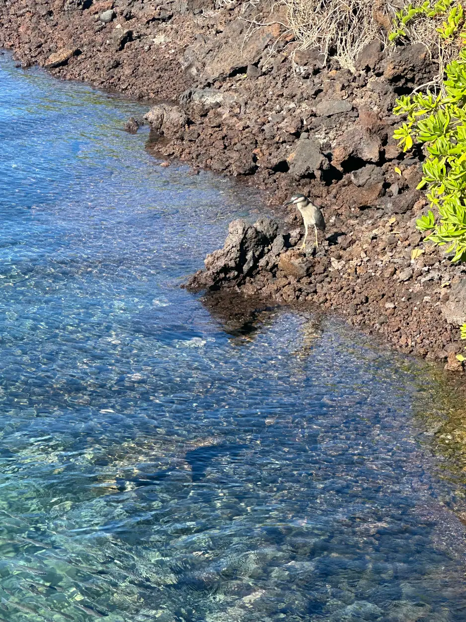 A heron standing at the edge of a clear lava tidepool