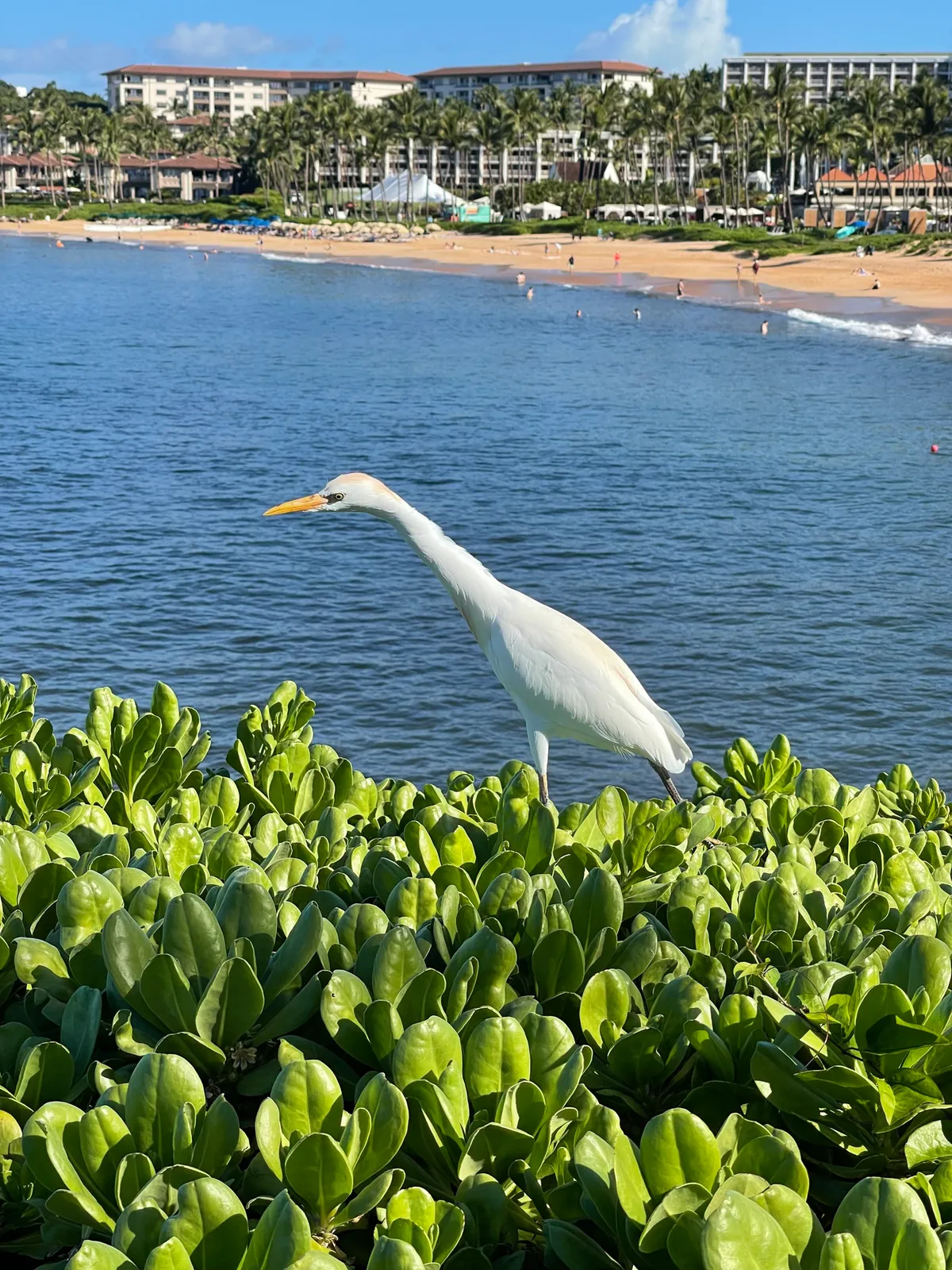 White egret standing in low green coastal shrub near the shore