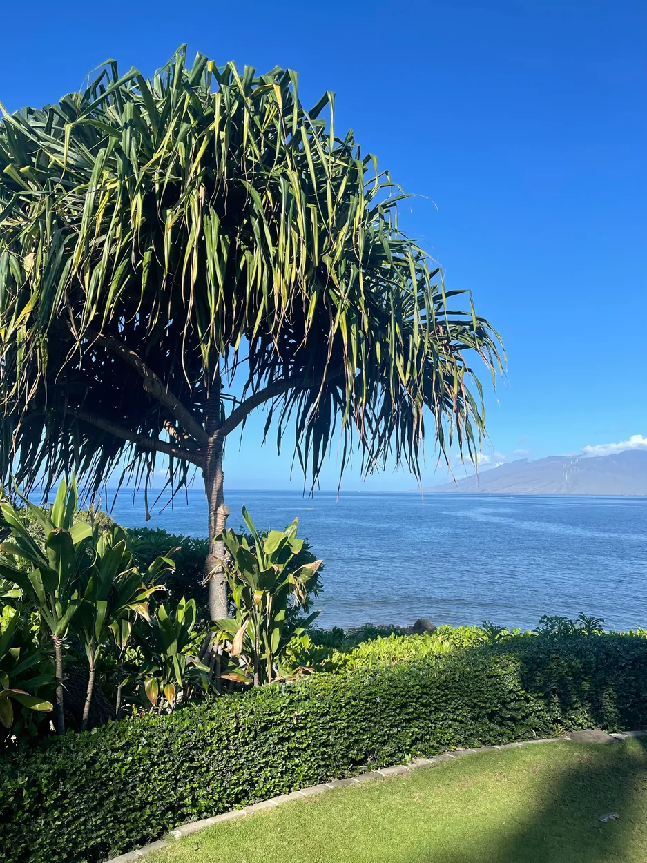 Hala tree above a lawn overlooking the ocean
