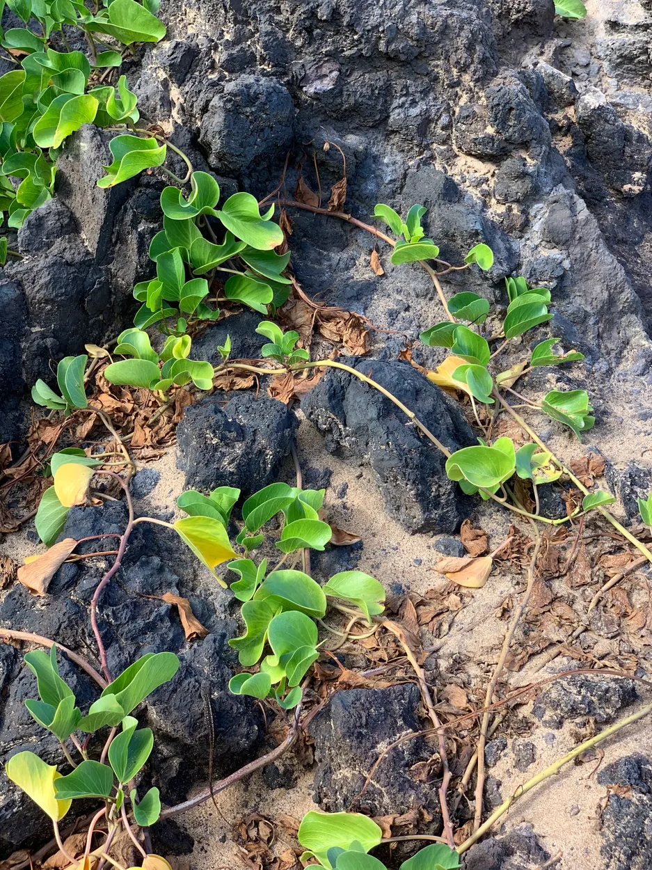 Green naupaka leaves growing among dark broken lava rock