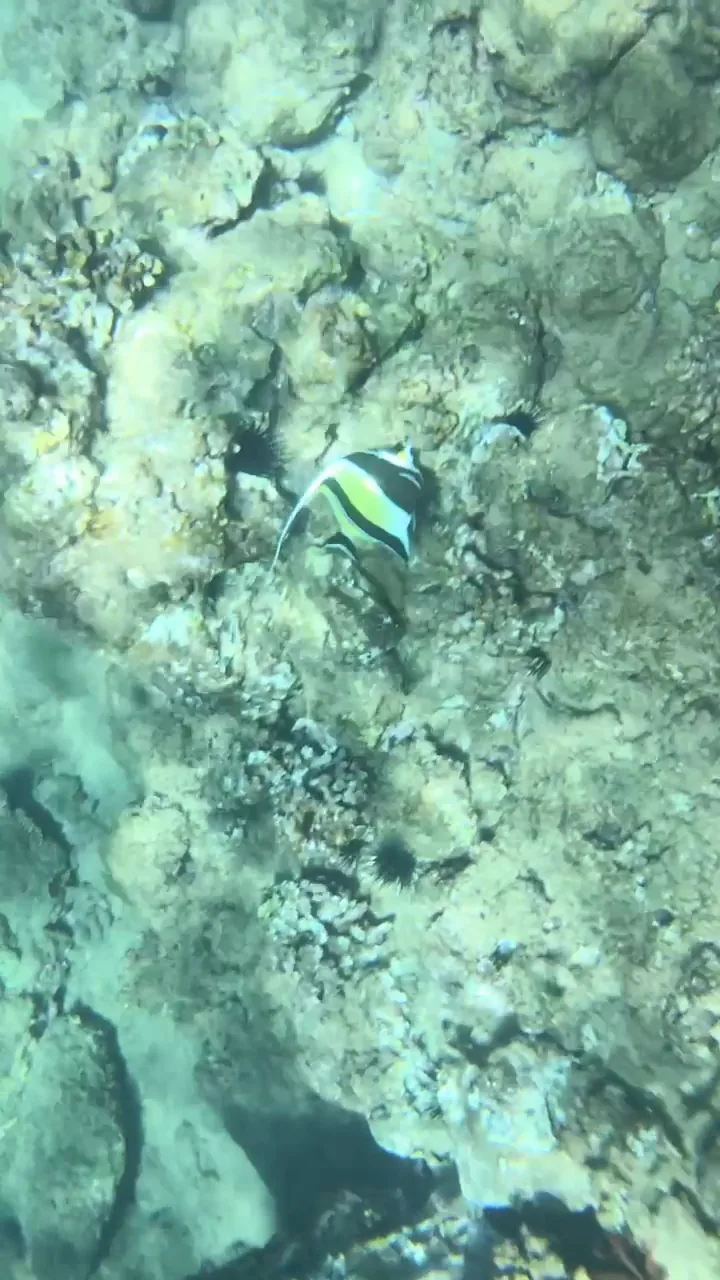 Moorish idol with black, white and yellow bands and a long trailing dorsal fin over coral