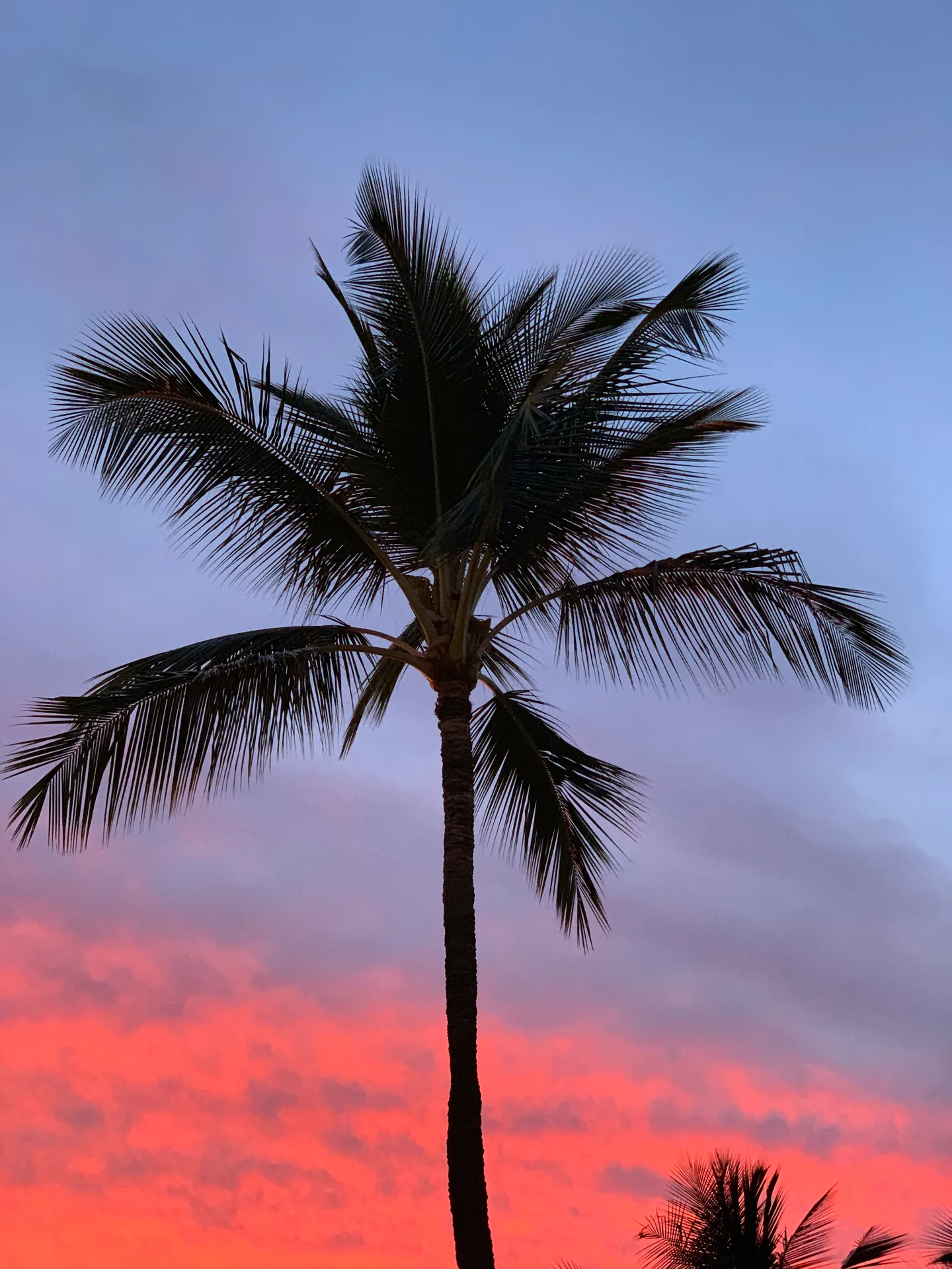 Coconut palm silhouetted against a pink and violet sky after sunset
