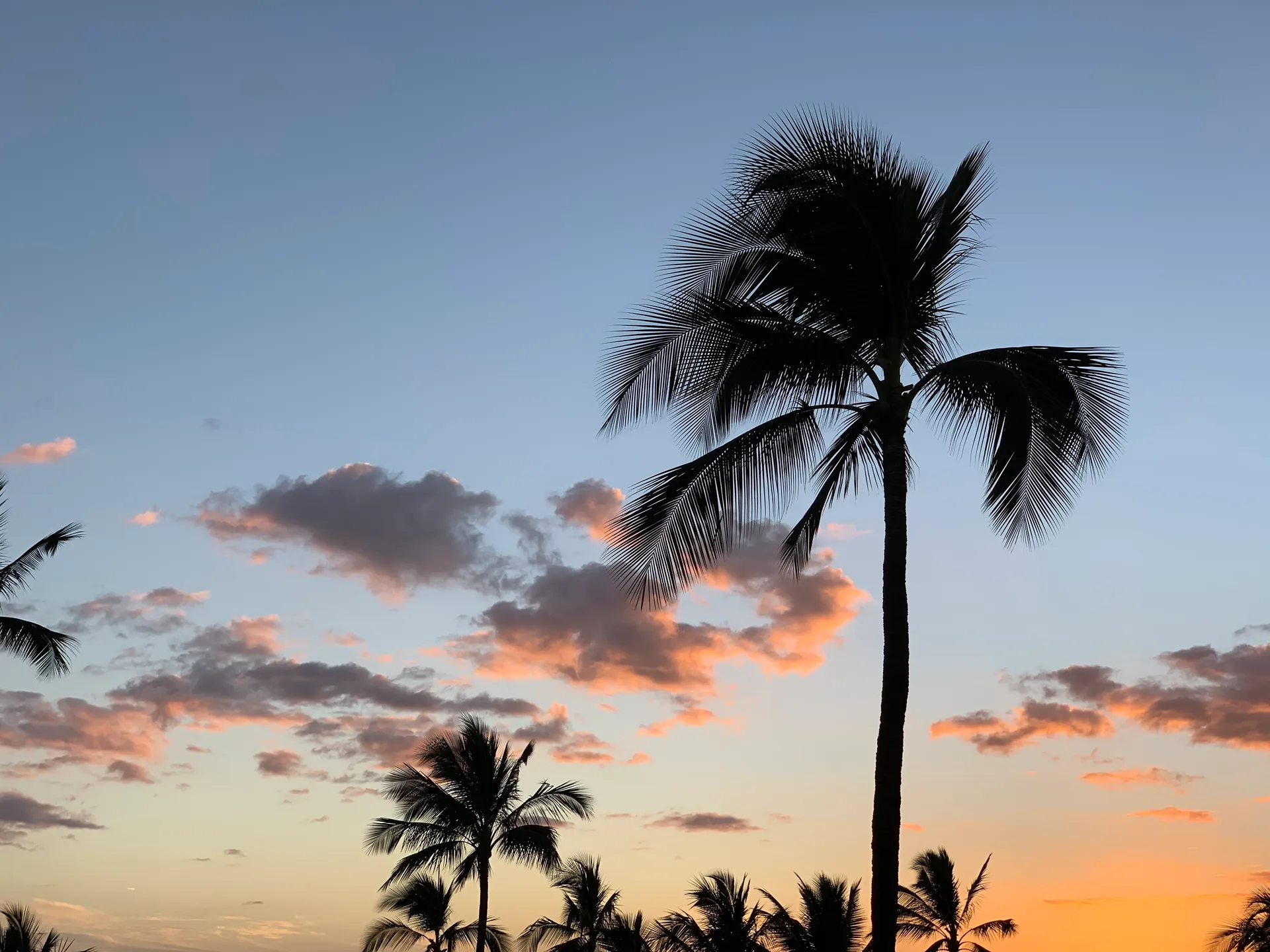 Palm silhouettes against a pastel pink and blue sky at dusk
