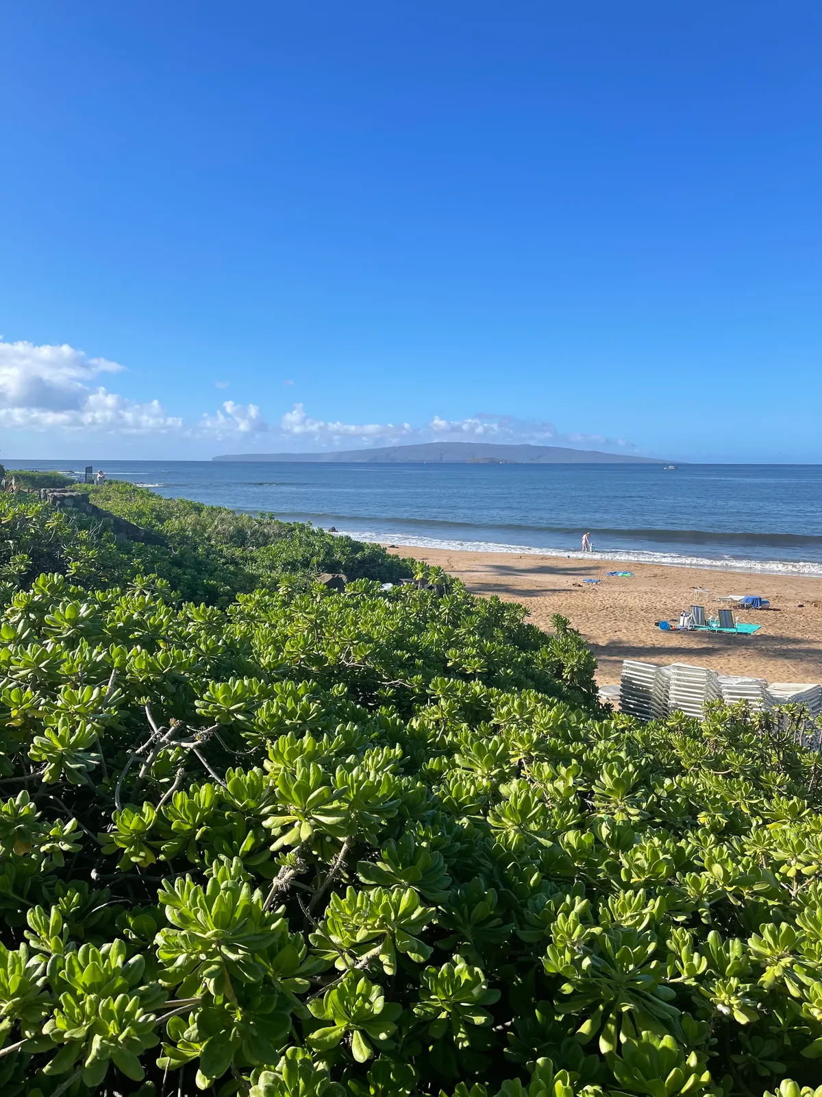 Bank of green naupaka above the sand at Polo Beach with the ocean beyond