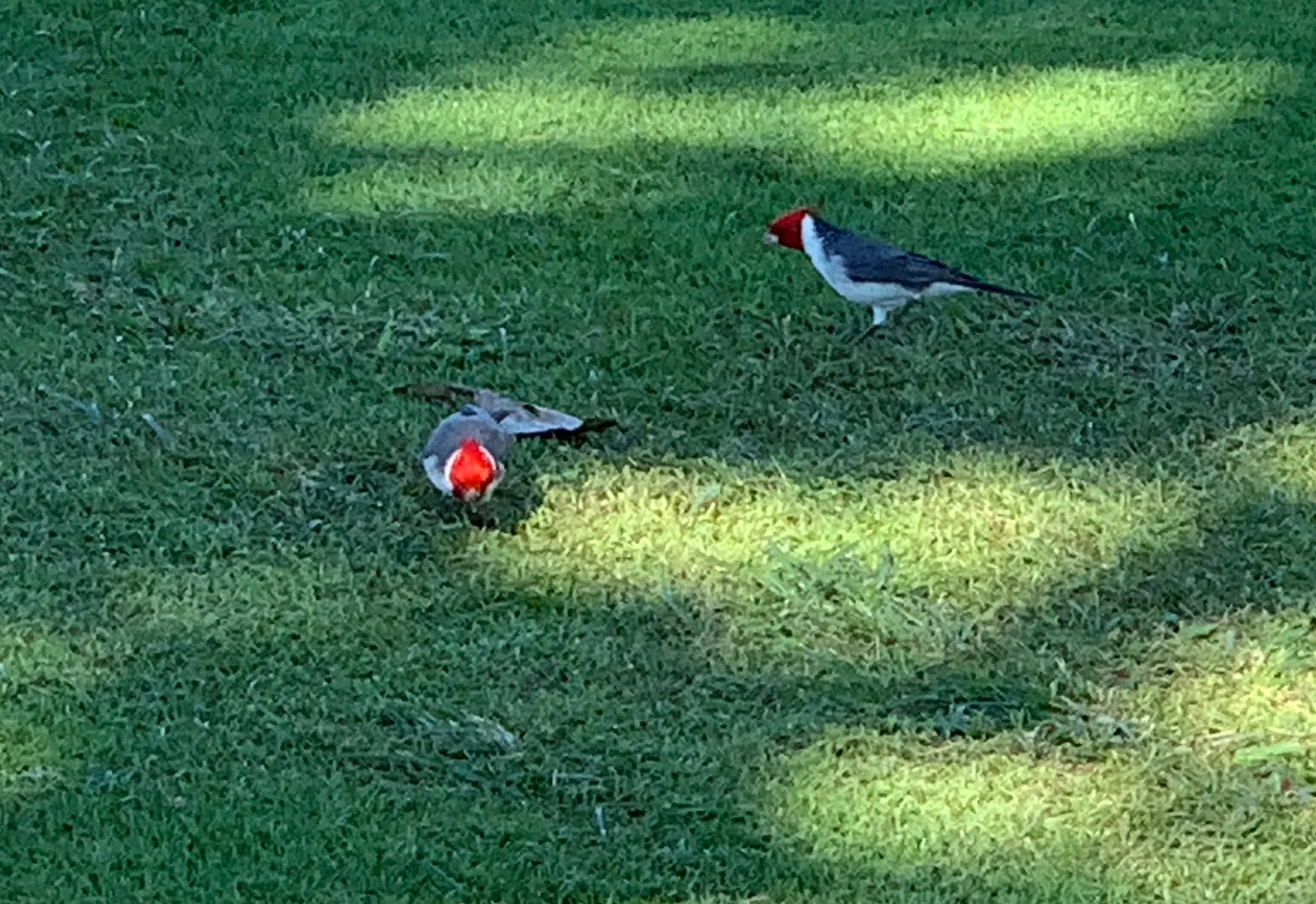 Two red crested cardinals with red heads and grey backs foraging on a dappled green lawn