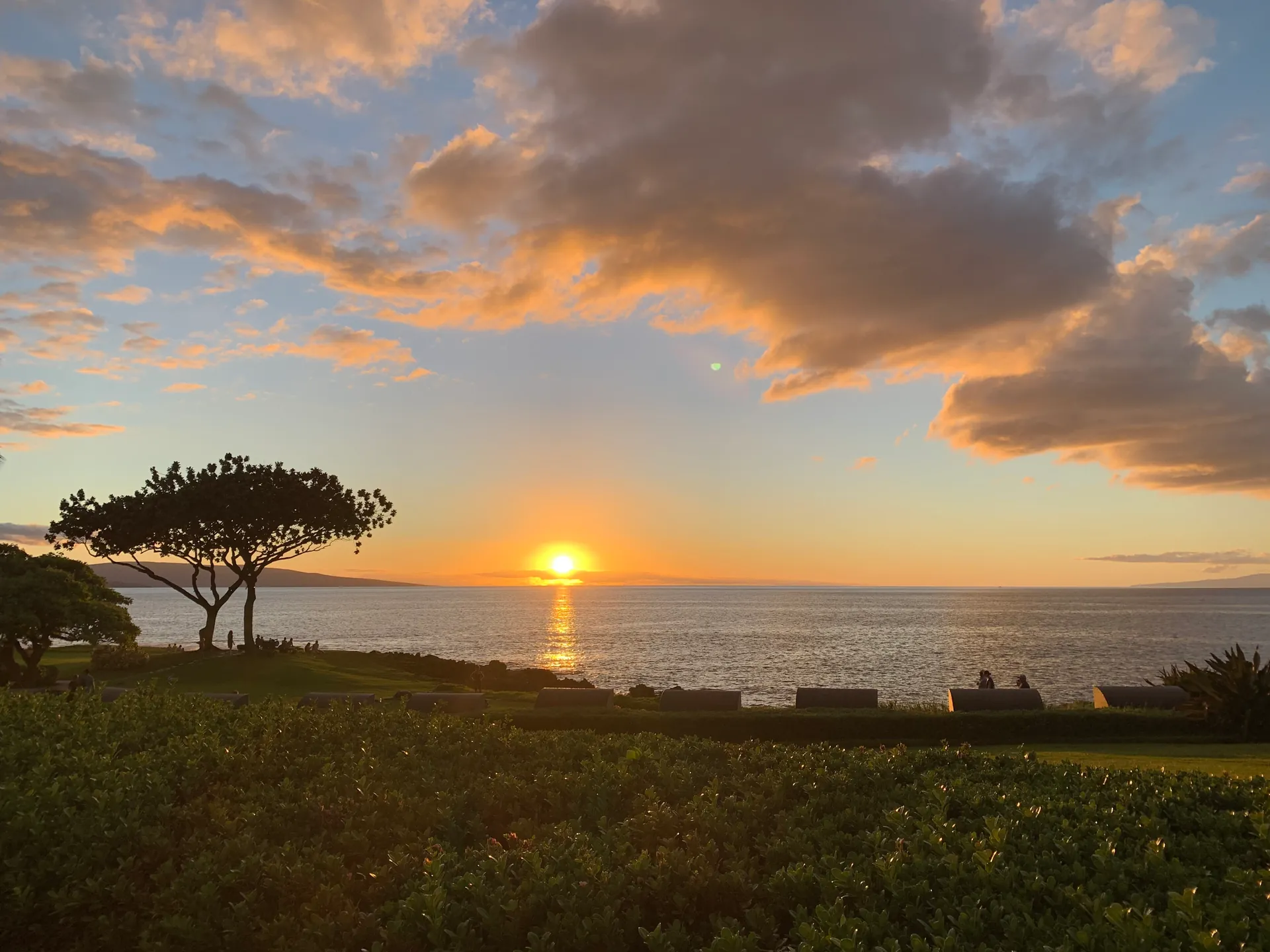 Sun setting over the ocean seen from a lawn with a tree at the edge