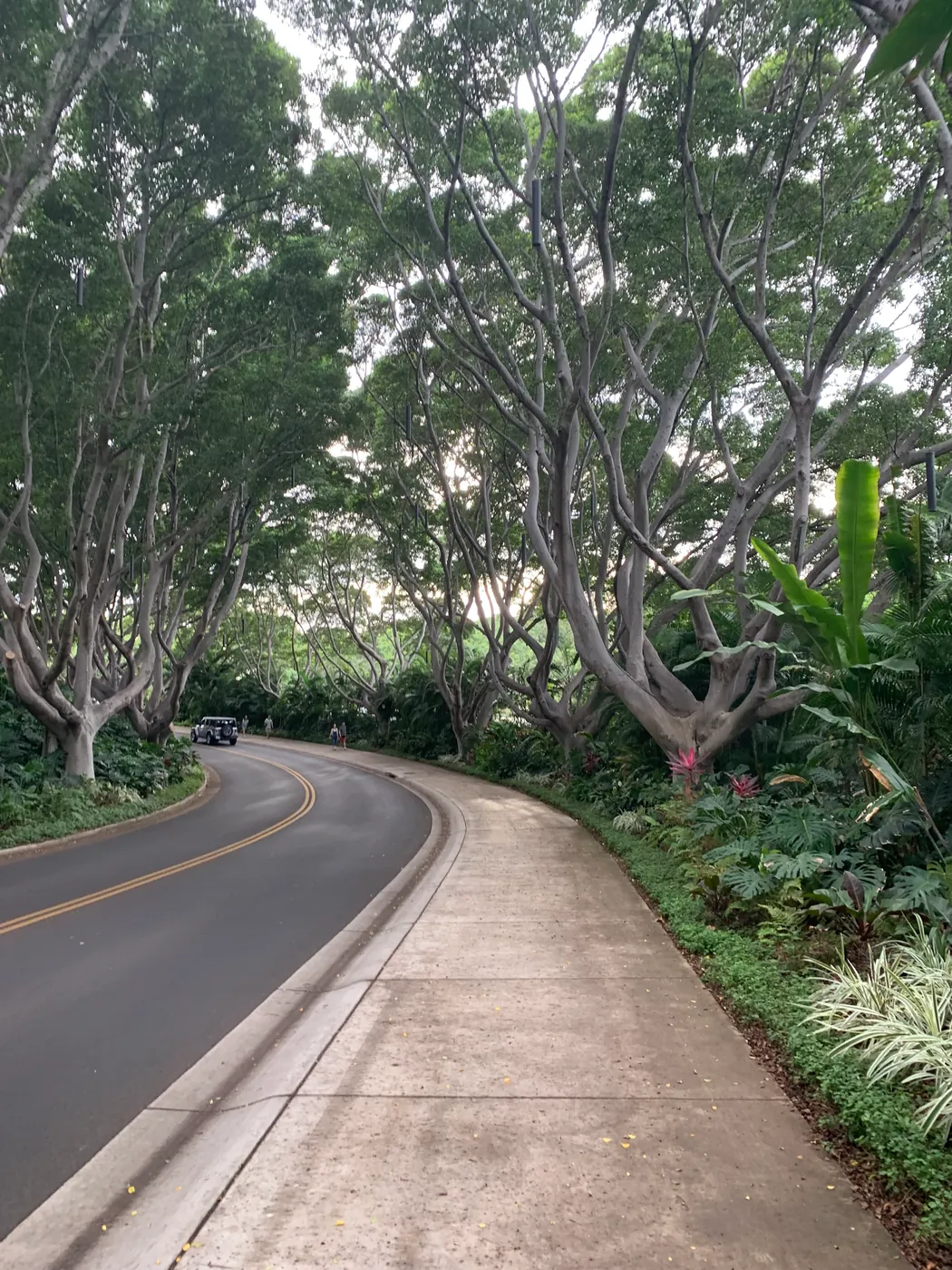 Curving road under a canopy of large trees with a footpath alongside