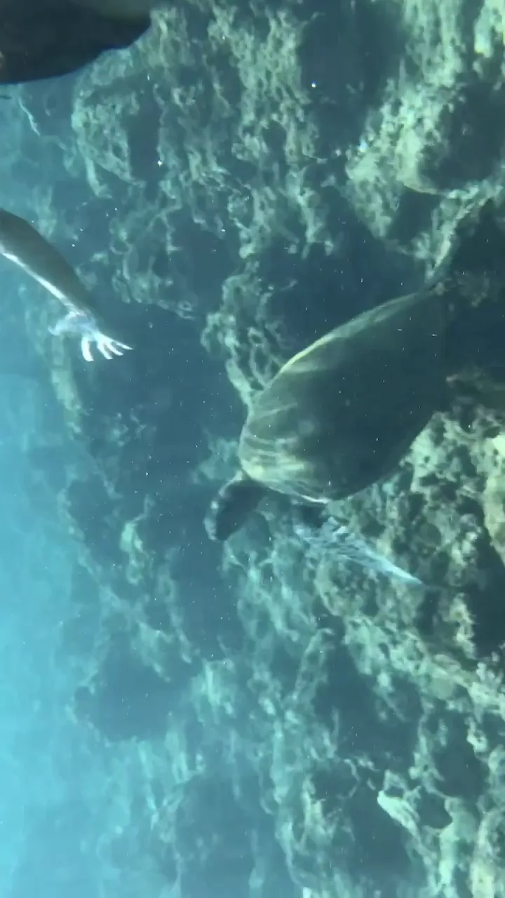 Green sea turtle over a reef with a snorkeller's arm and hand nearby