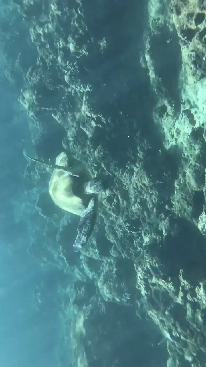 Green sea turtle swimming over a shallow coral reef in clear water