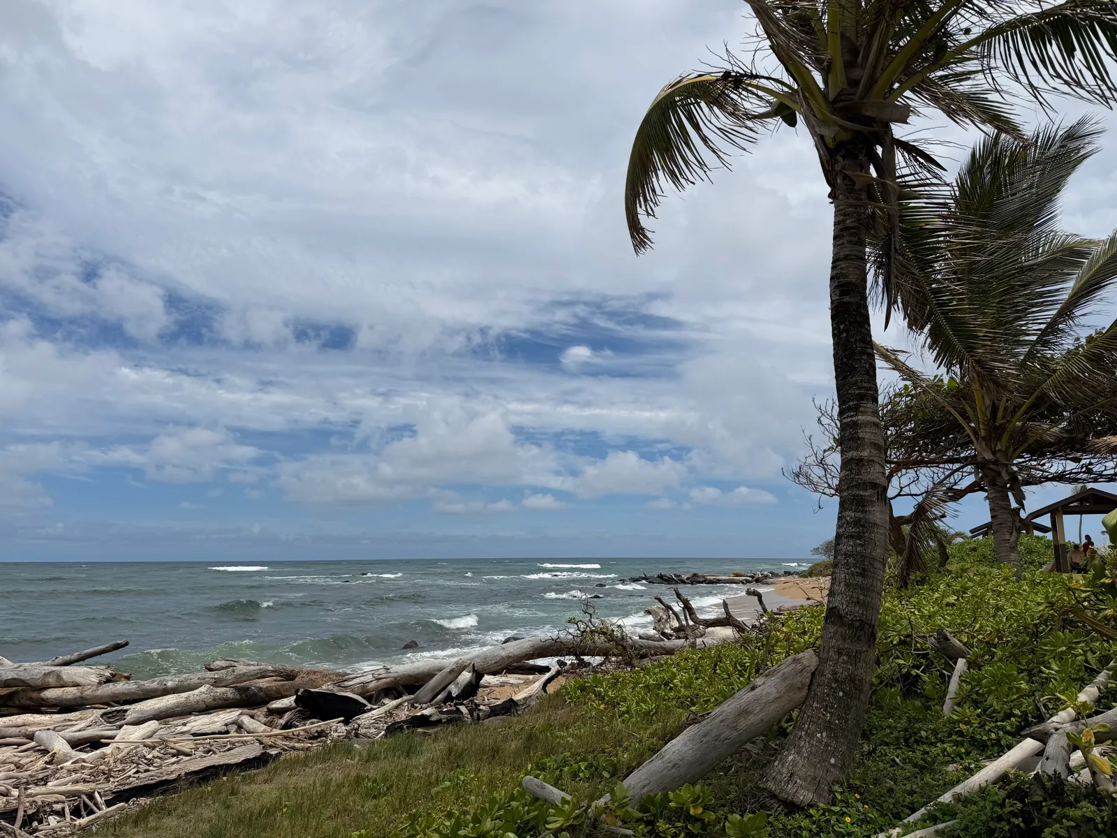 A leaning coconut palm above driftwood on a wild east-shore beach under cloudy sky