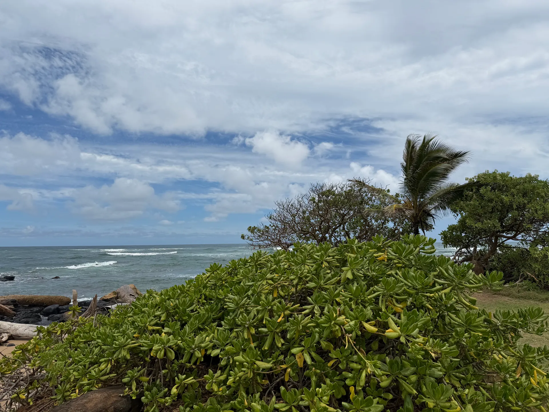 Green naupaka shrubs along a rocky east-shore coastline with surf breaking on black rock