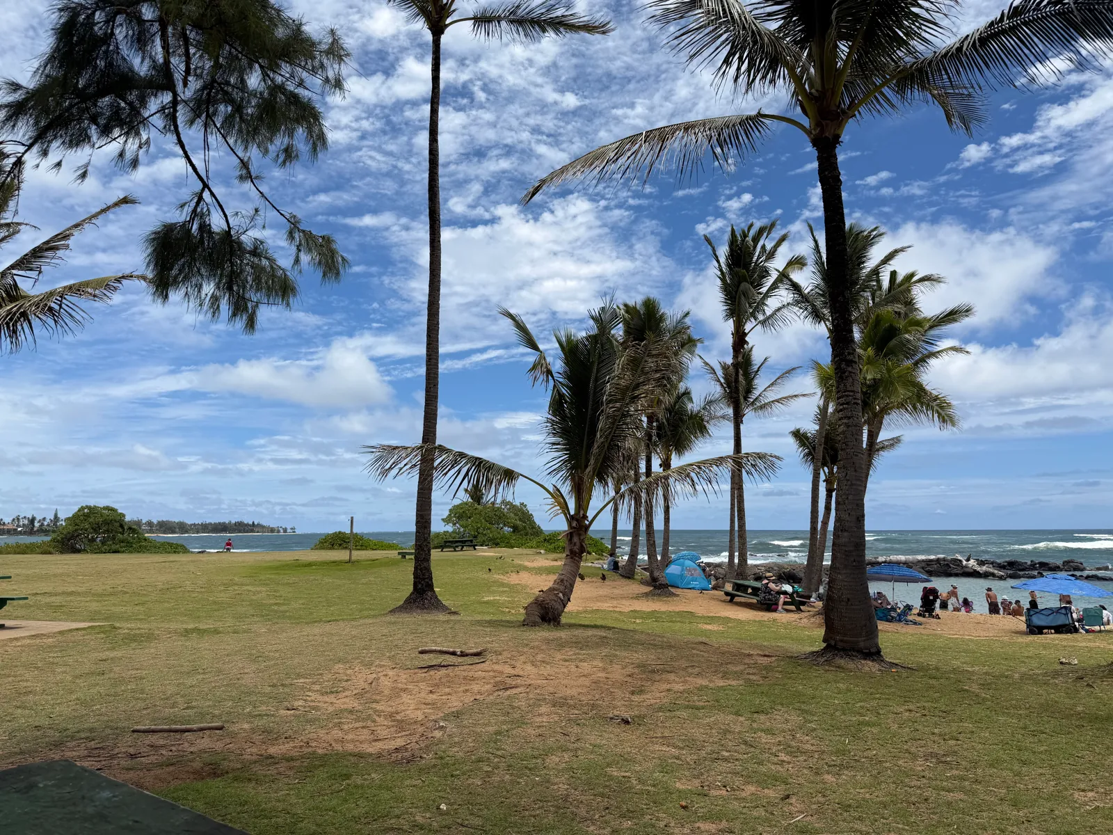 Coconut palms and lawn along the east shore of Kauai under blue sky with scattered clouds